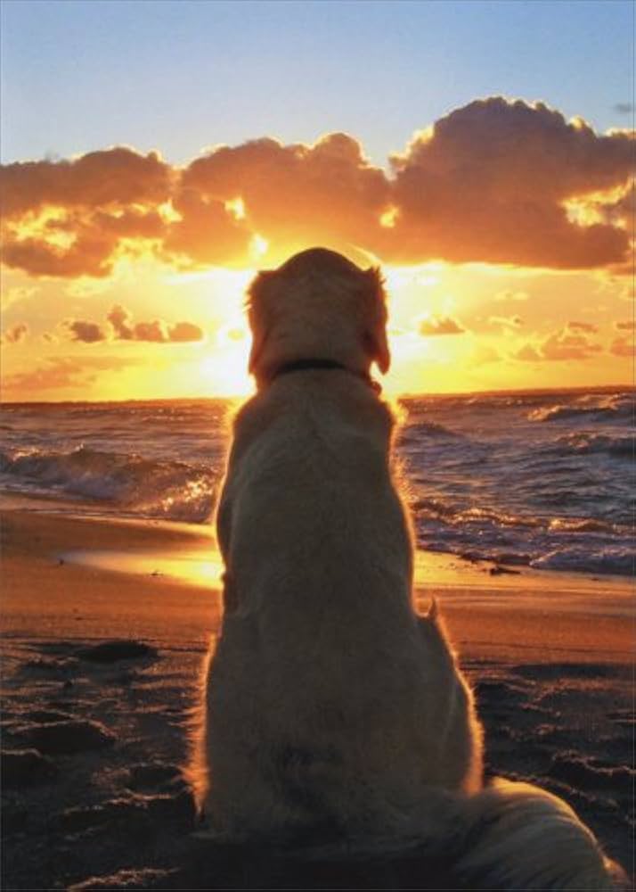 フル尺サンプル動画